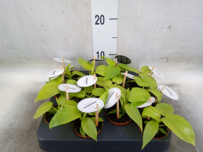 <h4>Philodendron   ...</h4>
