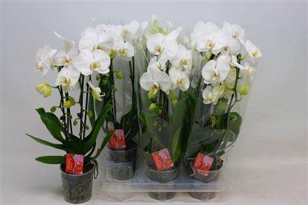 Phal El Cascade White
