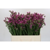 Limonium sinuatum Rosa Sun Birds