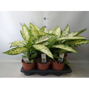 Dieffenbachia  'Vesuvius'