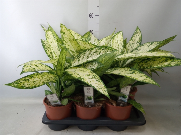 <h4>Dieffenbachia  'Vesuvius'</h4>