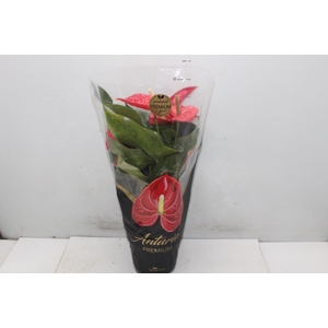 ANTHURIUM MICHIGAN P17 PREMIUM