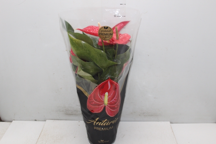 <h4>ANTHURIUM MICHIGAN P17 PREMIUM</h4>