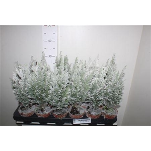 Cham L Ellwoodii Mert Snow