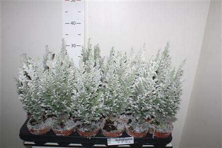 <h4>Cham L Ellwoodii Mert Snow</h4>