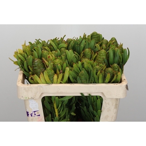 Kaaps Groen Platystar