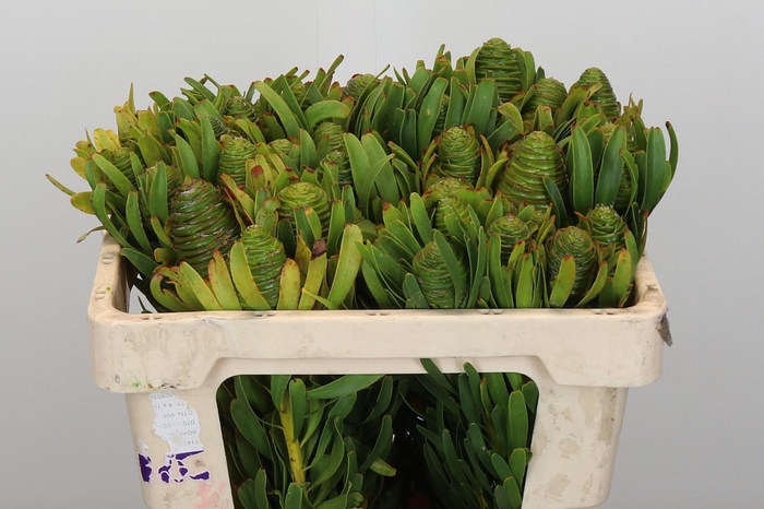 <h4>Kaaps Groen Platystar</h4>