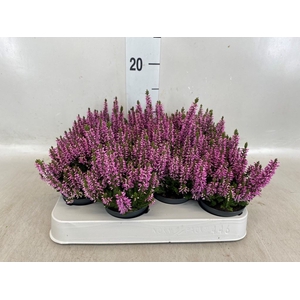 Calluna vulg. 'Beauty L Renate'