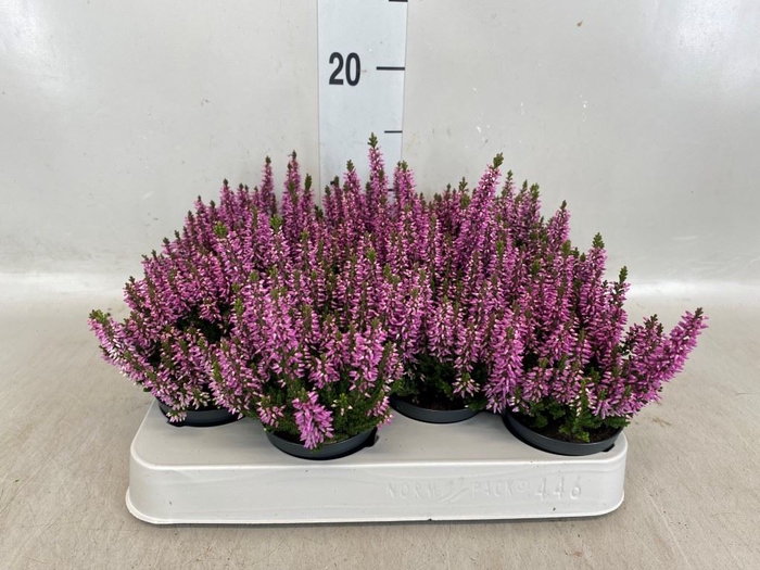 Calluna vulg. 'Beauty L Renate'