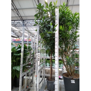 Ficus cyathistipula