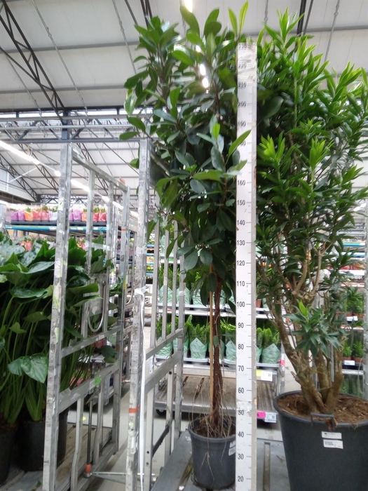 <h4>Ficus cyathistipula</h4>