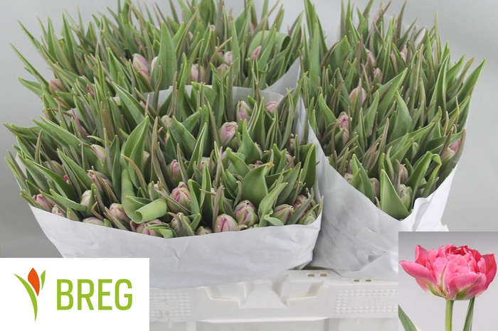 <h4>TU DU FLASH POINT</h4>