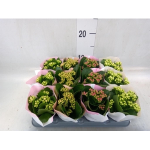 Kalanchoe blos.   ..rosebud mix  4