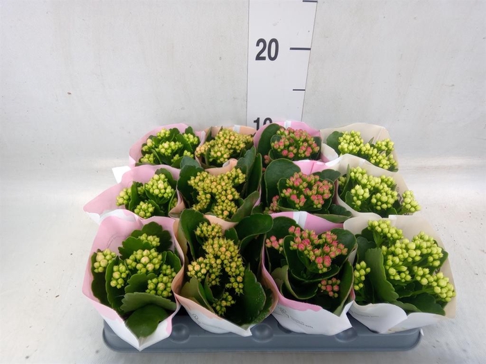 <h4>Kalanchoe blos.   ..rosebud mix  4</h4>