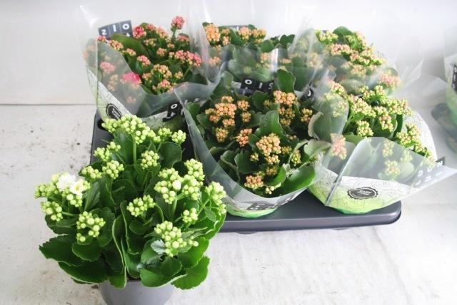 <h4>KAL GE GEM 4 KL</h4>