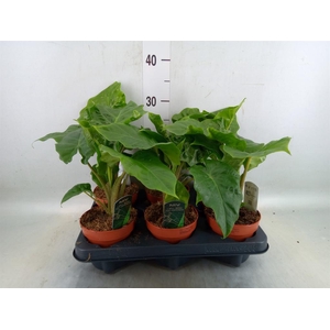 Alocasia  'Low Rider'