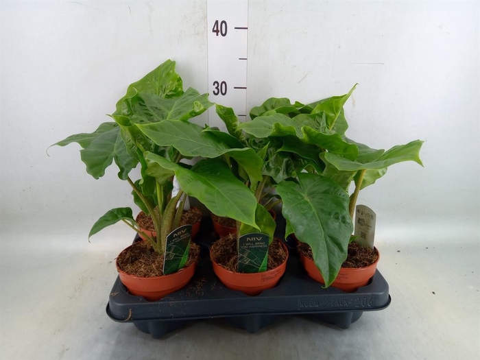 <h4>Alocasia  'Low Rider'</h4>