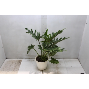 PHILODENDRON XANTAL P17