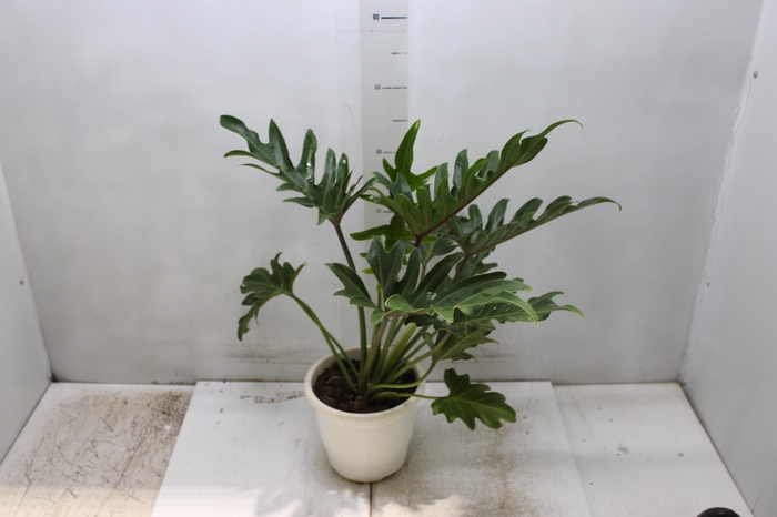 <h4>PHILODENDRON XANTAL P17</h4>