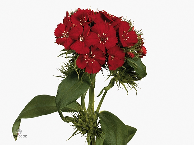 DI BARB B SCHARLAKEN