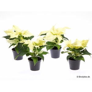 EUPHORBIA PULCHERRIMA  MINI p6 white