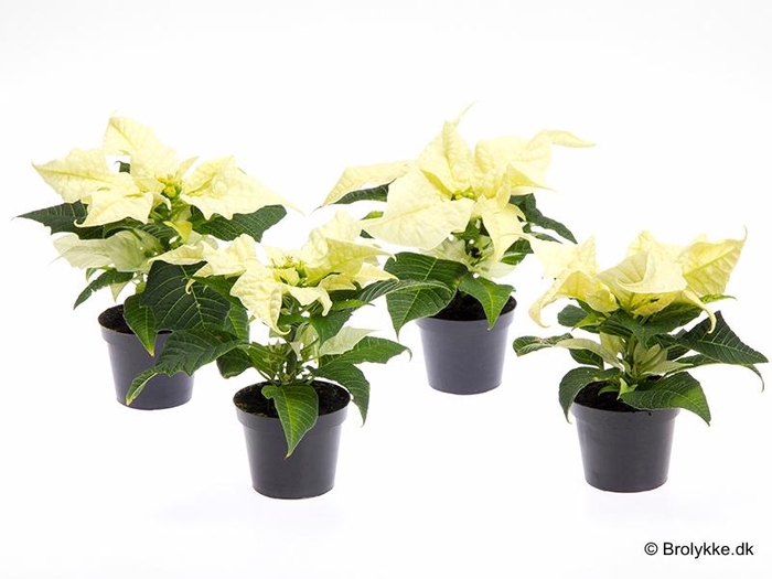 <h4>EUPHORBIA PULCHERRIMA  MINI p6 white</h4>