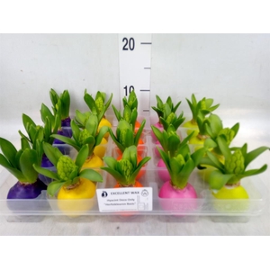 Hyacinthus orie.   ...waxed L%
