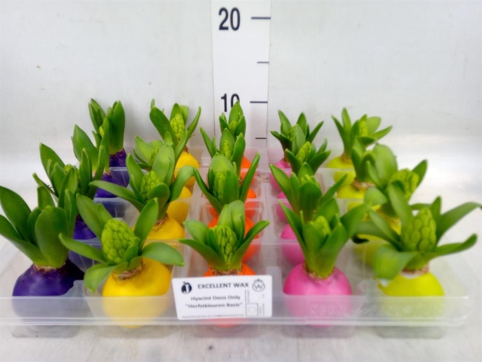 <h4>Hyacinthus orie.   ...waxed L%</h4>