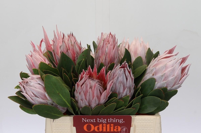 <h4>Protea Cynaroides</h4>