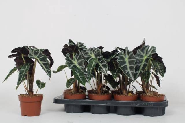<h4>ALOC X AMAZONICA</h4>