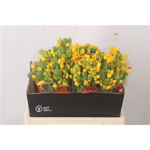 Ornithogalum Db Yellow Asa