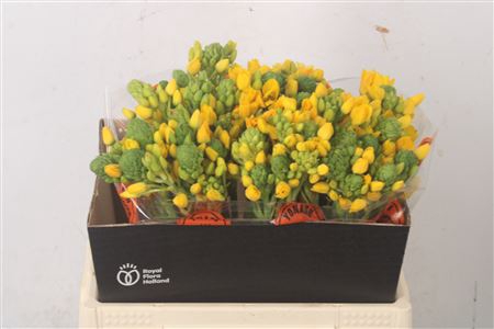 <h4>Ornithogalum Db Yellow Asa</h4>
