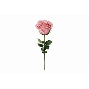 Ro Pres Stem 50cm Pink Dusty