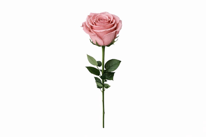 <h4>Ro Pres Stem 50cm Pink Dusty</h4>