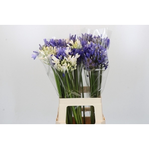 Agapanthus Mix