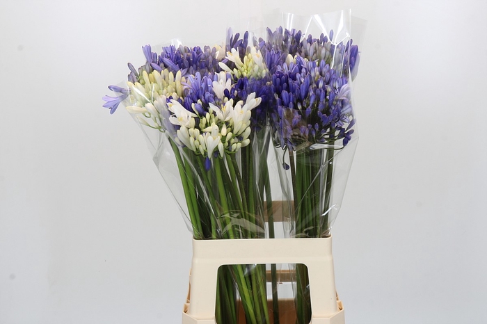 <h4>Agapanthus Mix</h4>