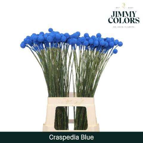 <h4>Craspedia L70 Blue</h4>