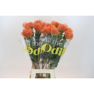 Nutans Ayoba Mandarin Zest