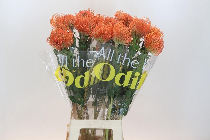 <h4>Nutans Ayoba Mandarin Zest</h4>