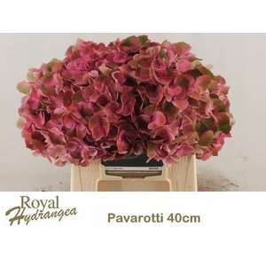 HORTENSIA