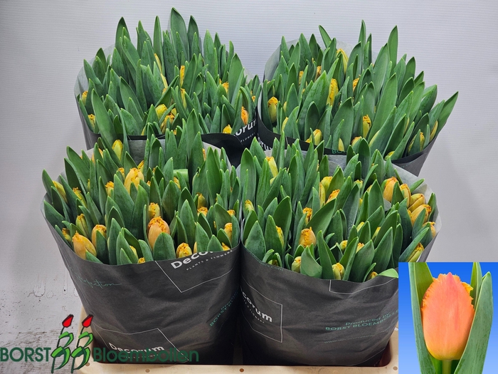 <h4>TU FR OGENE</h4>