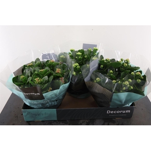 Kalanchoe 23 Cm. Pl. Sch. Gemengd Calandiva