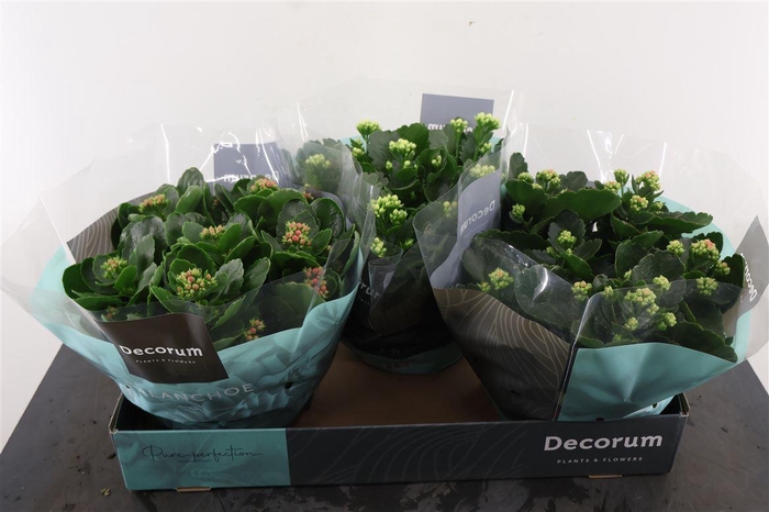 <h4>Kalanchoe 23 Cm. Pl. Sch. Gemengd Calandiva</h4>