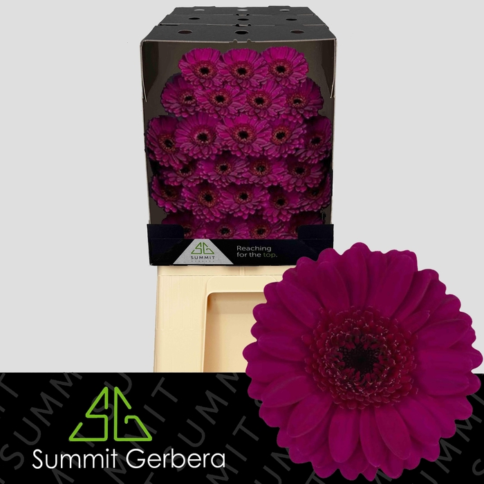 <h4>Germini Impact Diamond</h4>