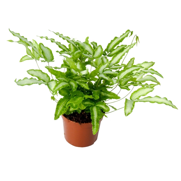 <h4>Pteris Albolineata</h4>
