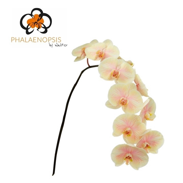 <h4>Phal Coloured Sunshine 10-14</h4>