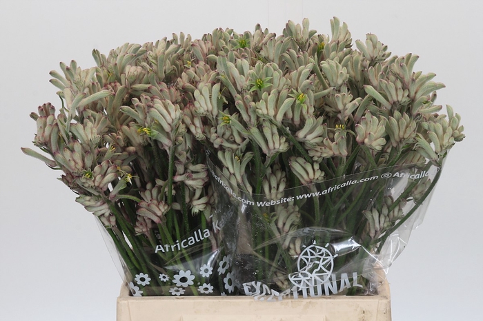 <h4>Anigozanthos Cape Gray Moss</h4>