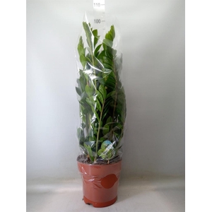 Zamioculcas zamiifolia