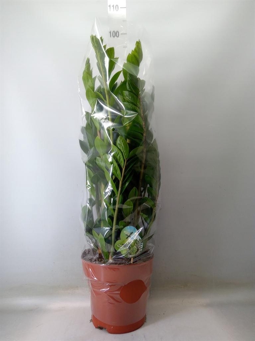 <h4>Zamioculcas zamiifolia</h4>