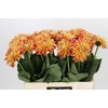 Dahlia Hapet Harmony